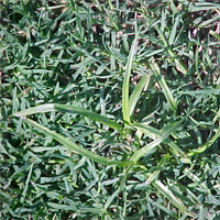 Nutgrass